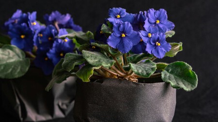 Cuidados del la violeta africana en maceta: el secreto para que florezca todo el año