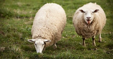 Cambiar la dieta del ganado para combatir el Cambio Climático