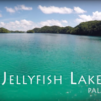 El hipnótico vídeo del baño en el lago de las Medusas