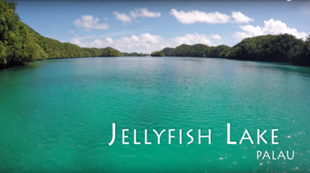 El hipnótico vídeo del baño en el lago de las Medusas