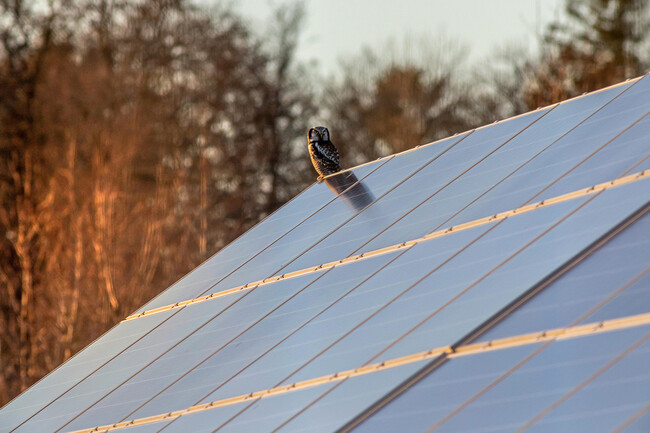Panel Solar Animal