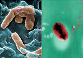 Bacterias que combaten infecciones a lo Kamikaze