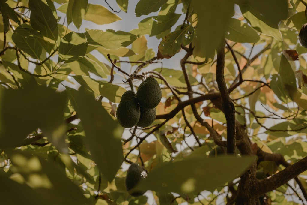 Ojalá alguien te quiera como los agricultores quieren a los aguacates: la batalla por el cultivo subtropical en España