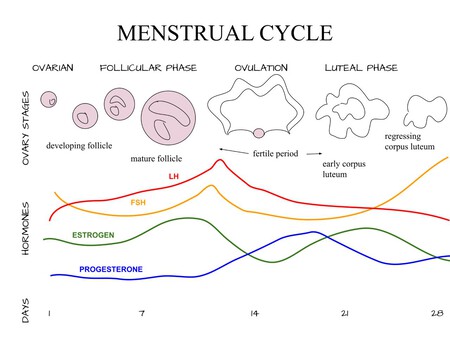 Ciclo Menstrual