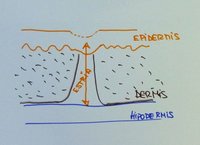 Cómo se forman las estrías de distensión en la piel de la embarazada