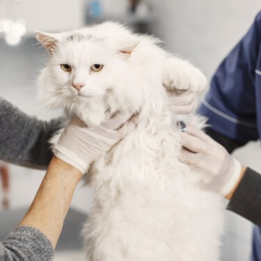 Qué es la lipidosis hepática felina y por qué debemos tener especial cuidado con ella si tenemos gatos mayores 