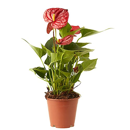 Verdecora Anthurium Rojo | Anturio | Planta natural de interior con flor en maceta de Ø12cm | Altura total aproximada 35-40cm