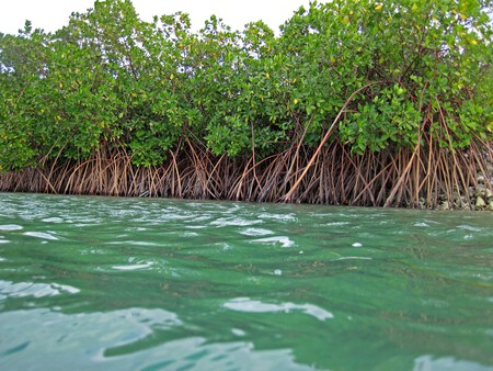 Rhizophora Mangle Red Mangroves San Salvador Island Bahamas 7 15786145972