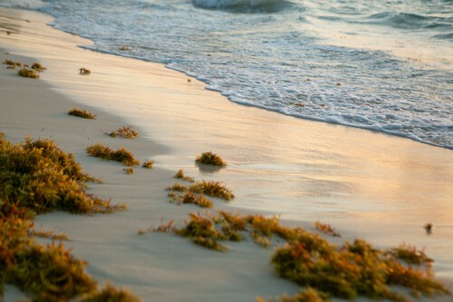 Florida Sargassum Seaweed May