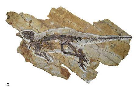 fóssil de dinossauro