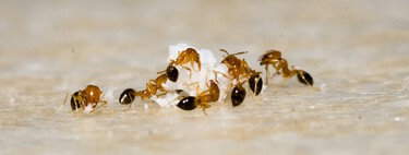 Adiós a las hormigas en casa: Cinco remedios caseros para ahuyentar estos insectos del jardín o la cocina sin químicos nocivos