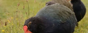 Parece um Pokémon pré-histórico, mas é real: conheça a ave que se escondeu da extinção por 50 anos e intriga cientistas 