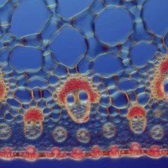 Foto 3 de 9 de la galería macro en Xataka Foto