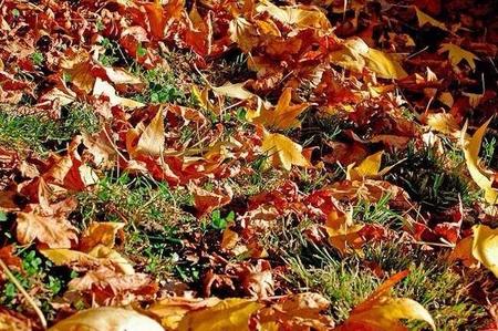 Disfruta del otoño con los peques