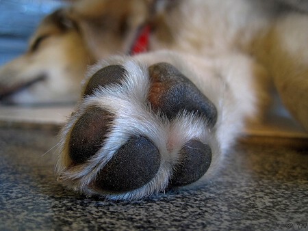 Almohadillas-heridas-Perro
