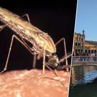 "El riesgo cero no existe": Sevilla activa un plan de 6 millones y una app contra el mosquito del Nilo ante un verano complicado