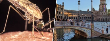 Más de 100.000 familias de Sevilla ya tienen problemas por los mosquitos del Nilo. Instalar esta app es un buen arma para combatirlos