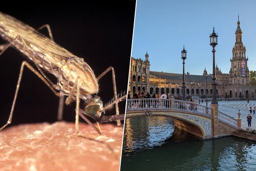 Mosquitos App Sevilla