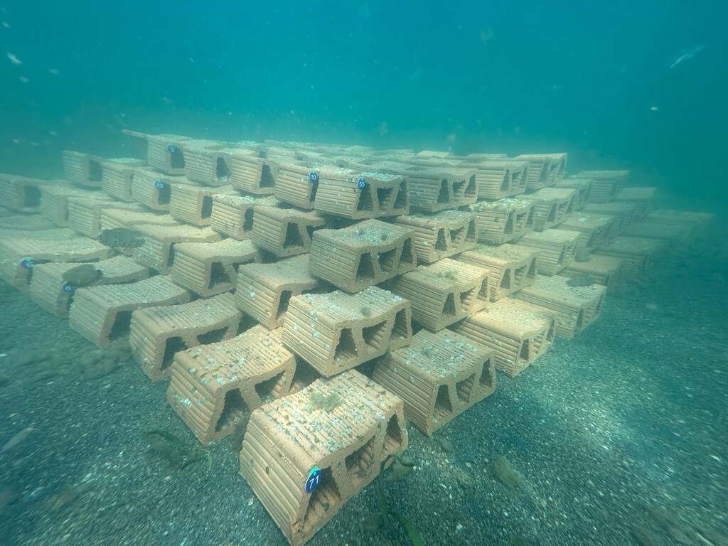 55.000 ostras están a punto de invadir el Mar Menor: son la última esperanza de un ecosistema al borde del colapso