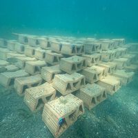 55.000 ostras están a punto de invadir el Mar Menor: son la última esperanza de un ecosistema al borde del colapso