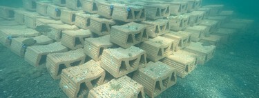 55,000 oysters are about to invade the Mar Menor: they are the last hope of an ecosystem on the brink of collapse