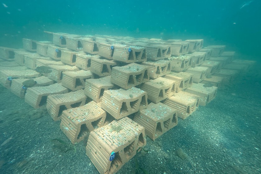 55.000 ostras están a punto de invadir el Mar Menor: son la última esperanza de un ecosistema al borde del colapso