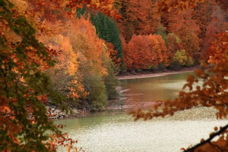 Selva de Irati Navarra