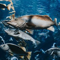 We’ve Been Drugging Salmon With Cocaine and Anxiety Meds. It's Making Them Act a Little Weird