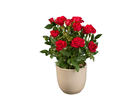 rosal