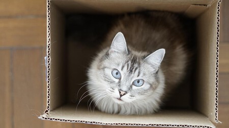 Por Que A Los Gatos Les Gustan Las Cajas