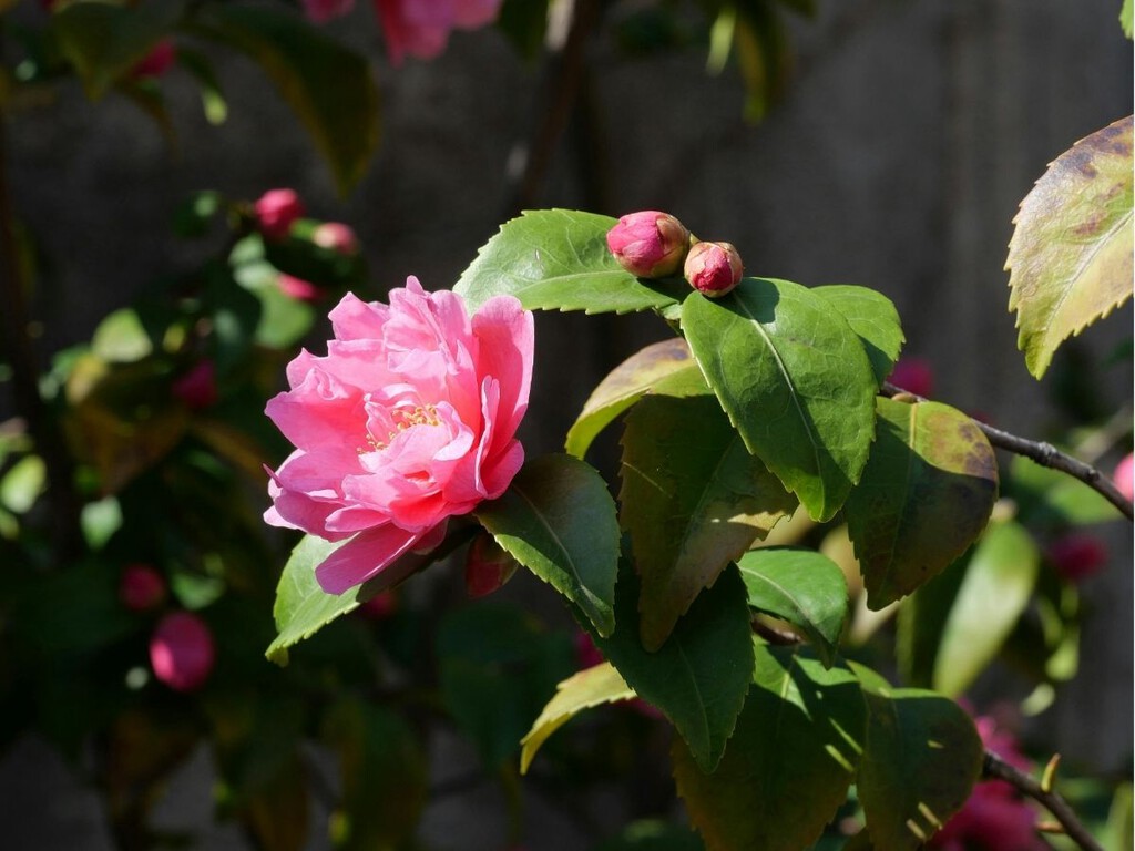 Ni buganvillas ni geranios: esta planta de elegantes flores es ideal para una terraza colorida y bonita