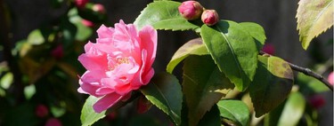 La alternativa más elegante a las buganvillas para llenar la terraza de flores sin recargarla
