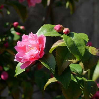 La alternativa más elegante a las buganvillas para llenar la terraza de flores sin recargarla