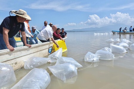 Peces Lago Patzcuaro