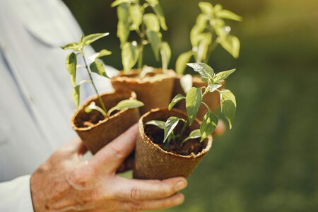 Pexels Gustavo Fring 4894564