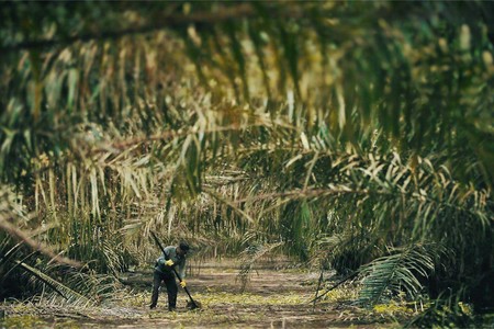 Biodiesel Aceite Palma