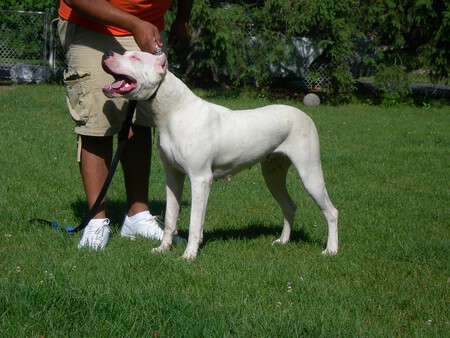 Dogo Argentino G9287e3f83 1280