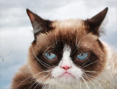Grumpy Cat muere (enfadada) a los siete años: adiós a la gata de Internet con más millones en todos los sentidos
