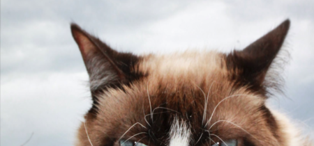 Grumpy Cat muere (enfadada) a los siete años: adiós a la gata de Internet con más millones en todos los sentidos