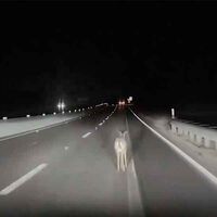 Un Tesla con piloto automático se encontró a un venado, lo atropelló y siguió sin siquiera frenar. Este mismo sistema de conducción autónoma es el que Elon Musk quiere usar en sus robotaxis