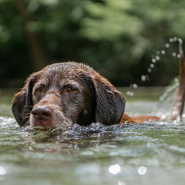 Decathlon tiene una piscina perfecta para tener fresco a tu perro por poco más de 30 euros 