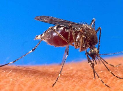 Insecticidas moleculares, un nuevo arma contra los mosquitos