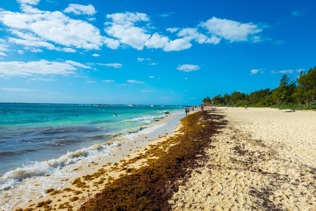 México tiene tantísimas algas en sus playas que ha tenido una idea: convertir el sargazo en sandalias y cosméticos 
