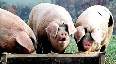 La Política Agrícola Común paga a los ricos