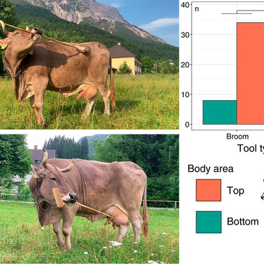 Una vaca austriaca es el segundo animal de la historia en el que se documenta el uso inteligente de herramientas