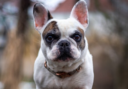 Bulldog Frances Akc Perro Famoso Deseado