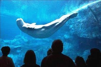 EEUU inauguró el acuario más grande del mundo