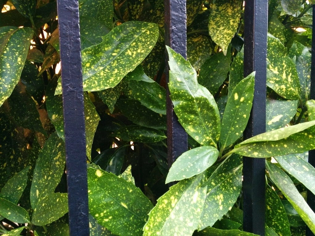 Foto de Mejora de la cámara del Nexus 5 con Android 4.4.1 (9/15)