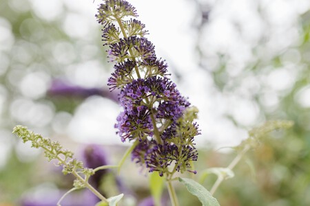 Buddleja