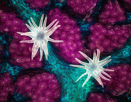 Así se alimenta una hoja de roble y otras asombrosas imágenes premiadas en el concurso de microfotografía Nikon Small World 2021
